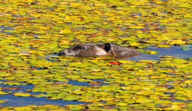 When does beaver reintroduction make sense?