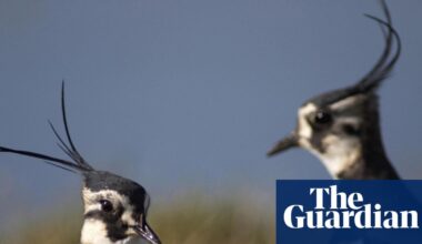 Wild bird numbers continue to fall in UK with some species in ‘dramatic freefall’ | Birds