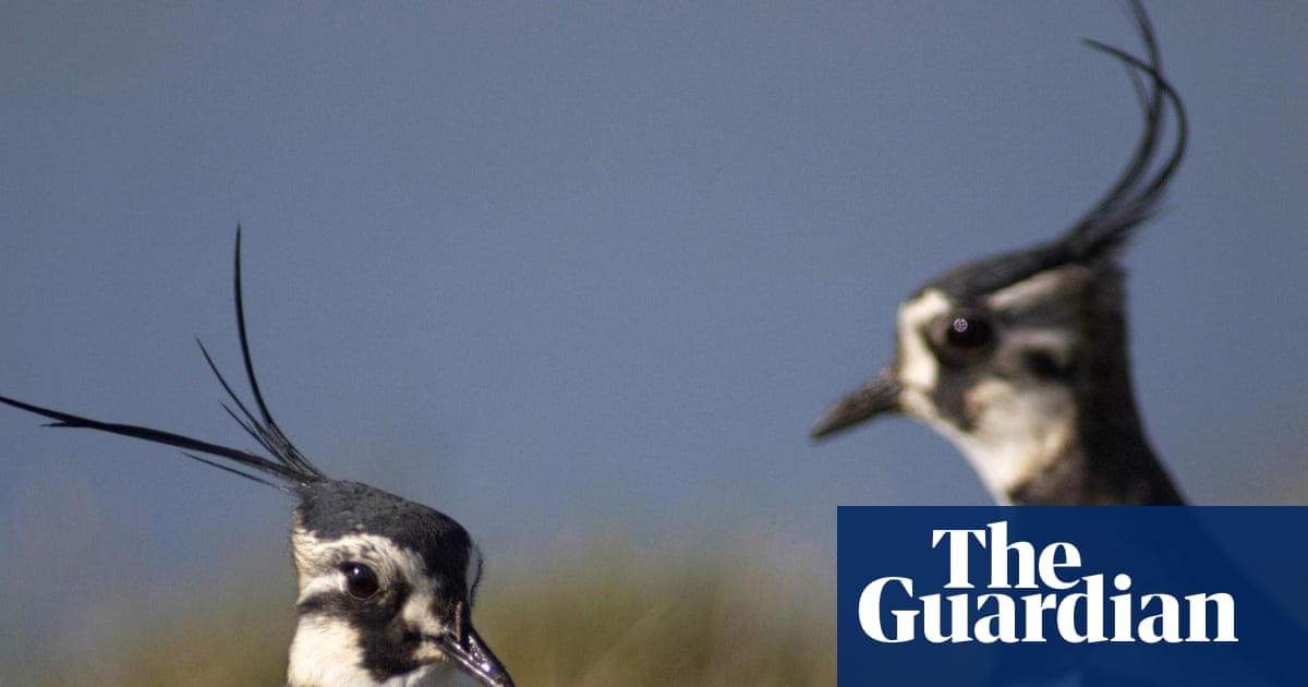 Wild bird numbers continue to fall in UK with some species in ‘dramatic freefall’ | Birds