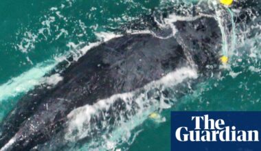 Crisafulli insists on more shark nets to protect human lives despite trapped mother and baby whale | Queensland