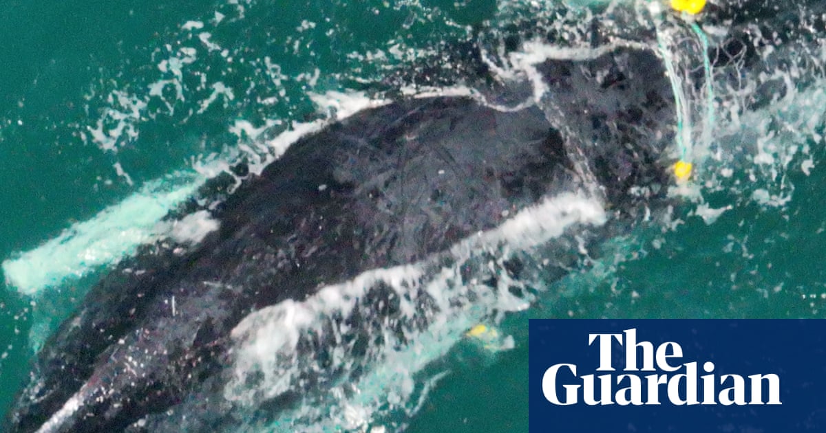 Crisafulli insists on more shark nets to protect human lives despite trapped mother and baby whale | Queensland