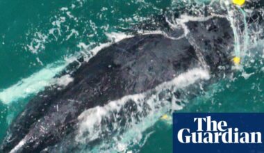 Mother and baby whale trapped in shark net off Queensland’s Rainbow Beach | Queensland