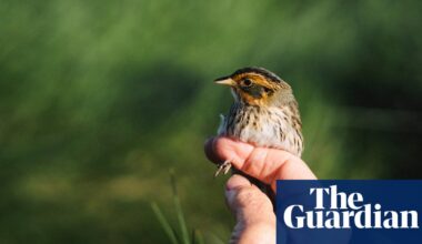 Meet the struggling saltmarsh sparrow – and the band of volunteers trying to save it | Environment