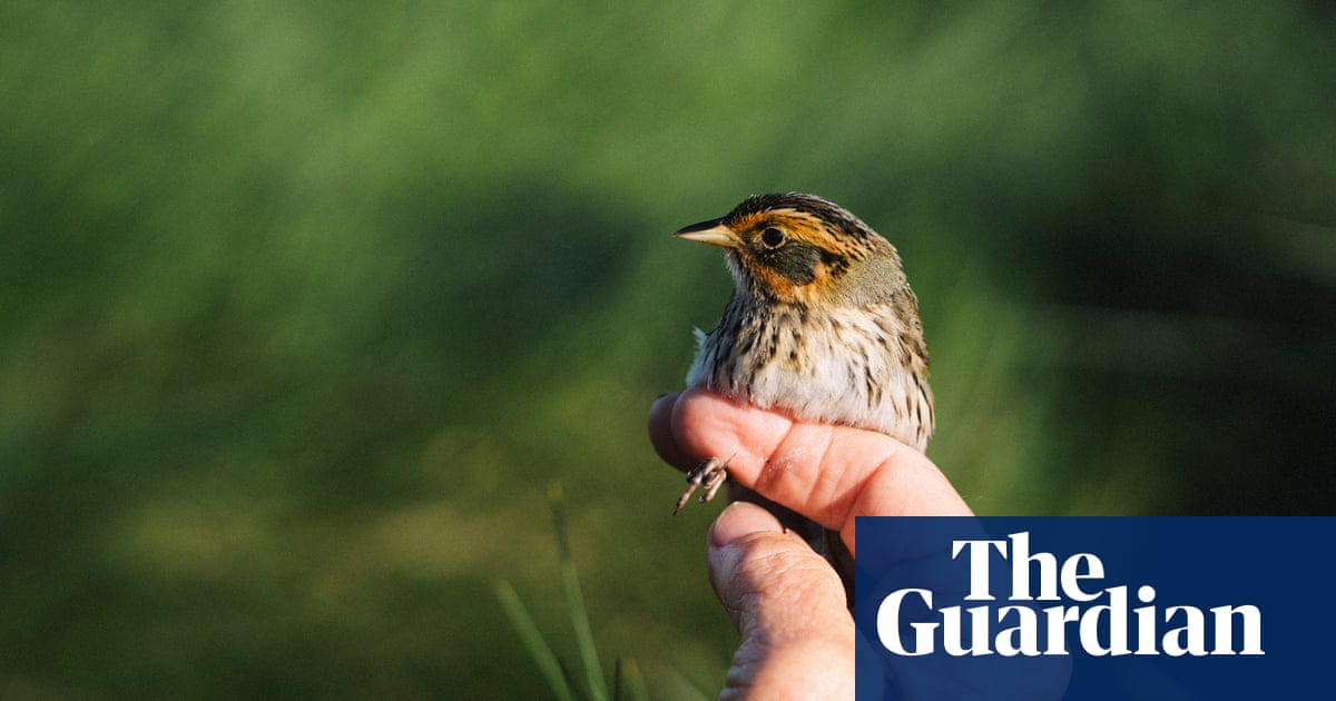 Meet the struggling saltmarsh sparrow – and the band of volunteers trying to save it | Environment