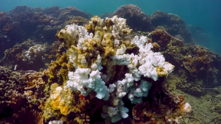 Study: Coral Reefs Will Not Survive Global Temperature Rise