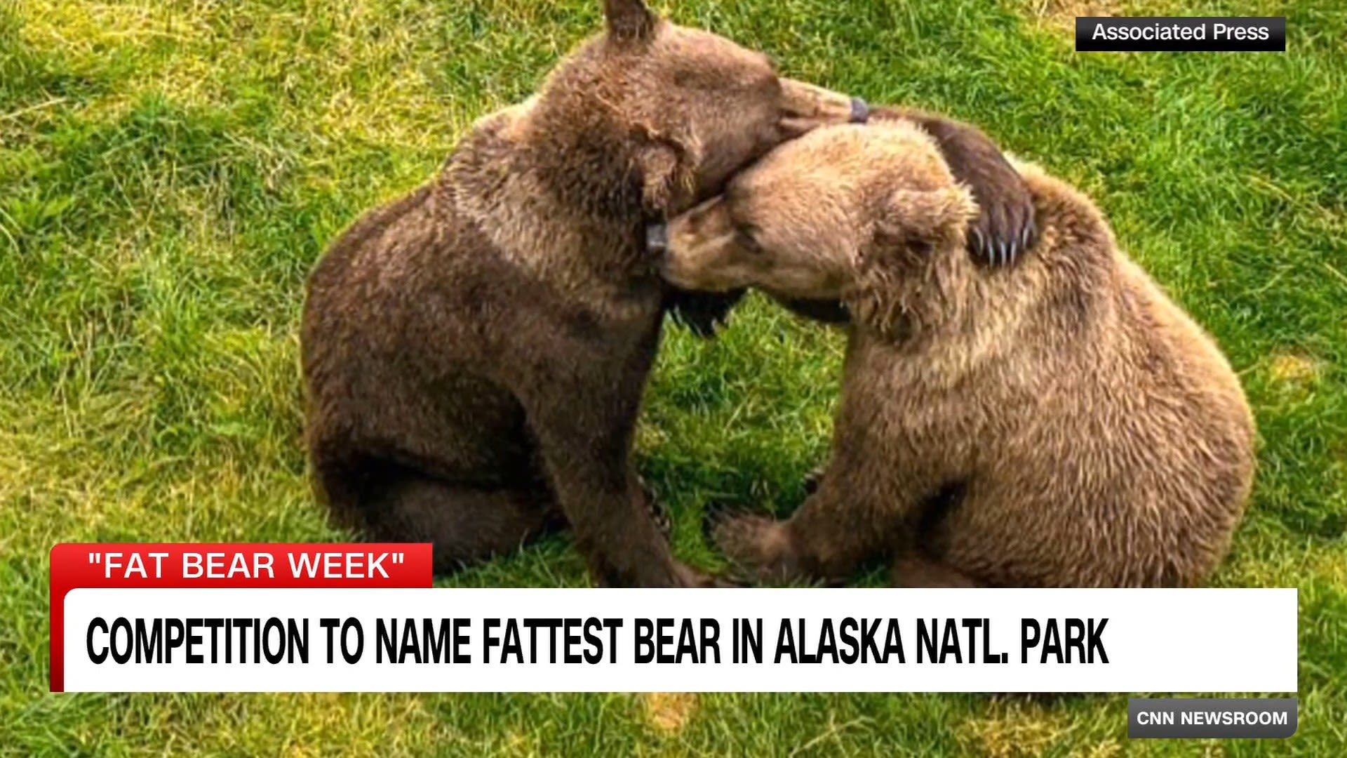 <p>It's that time of year again, Fat Bear Week. A most welcome week of healthy competition among brown bears to see which is the beefiest. Alaska’s Katmai National Park and Preserve calls it “a celebration of success,” a March Madness style tournament, complete with a bracket. CNN's Polo Sandoval talked to Katmai Conservancy Media Ranger Naomi Boak on how you can help crown this year's champ.</p>