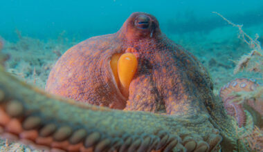 A new analysis of underwater videos shows octopuses are 'incredible multitaskers'