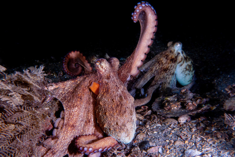 A mating pair of wild Octopus americanus, one displaying the arm action ‘raise’.