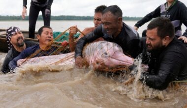 Endangered pink river dolphins face a rising mercury threat in the Amazon