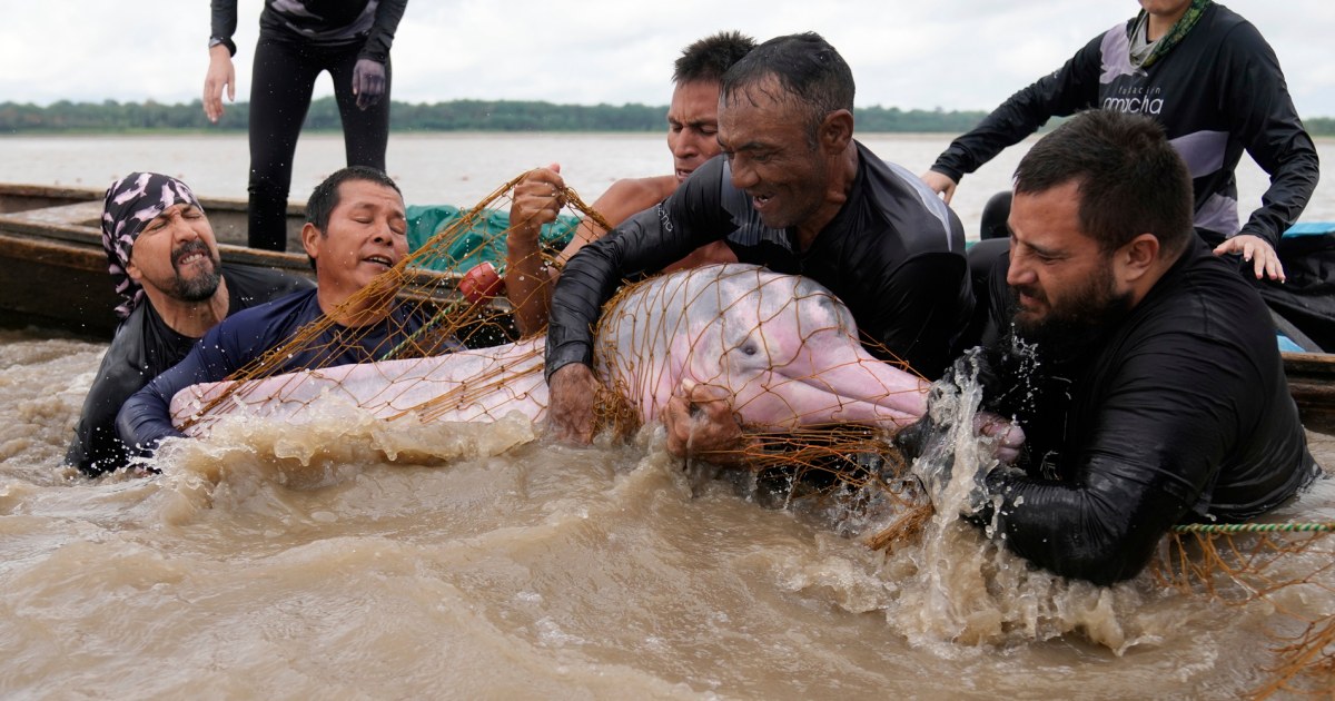 Endangered pink river dolphins face a rising mercury threat in the Amazon