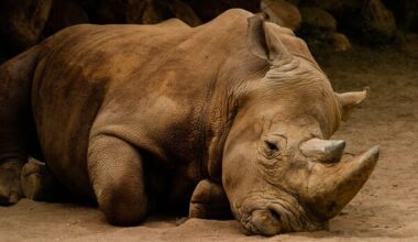 Nearly 200 Rhinos Have Been Killed by Poachers in South Africa This Year. Sign On to Protect This Precious Species!