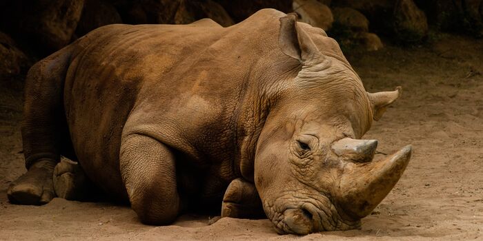 Nearly 200 Rhinos Have Been Killed by Poachers in South Africa This Year. Sign On to Protect This Precious Species!