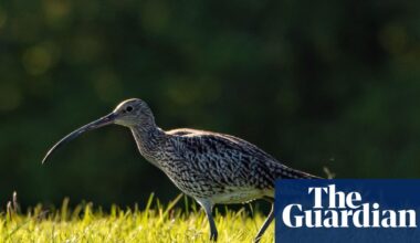 ‘A last resort’: is culling foxes the only way to save Britain’s vanishing curlews? | Birds
