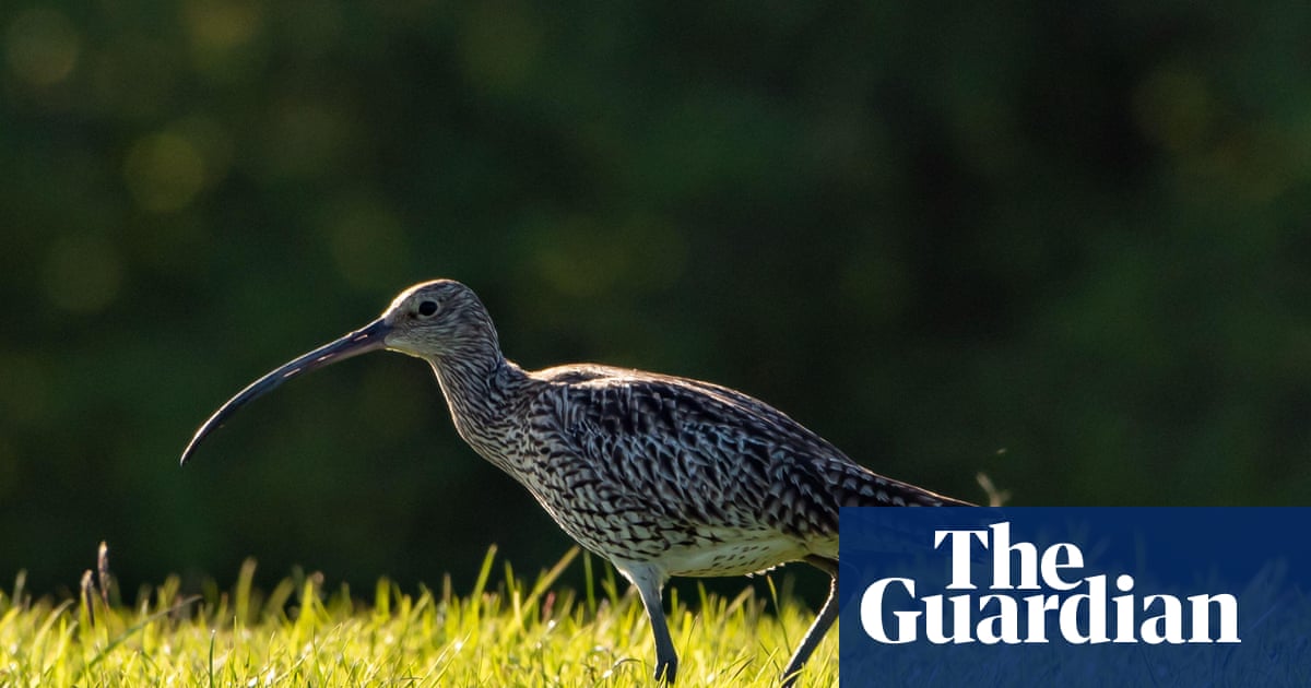 ‘A last resort’: is culling foxes the only way to save Britain’s vanishing curlews? | Birds