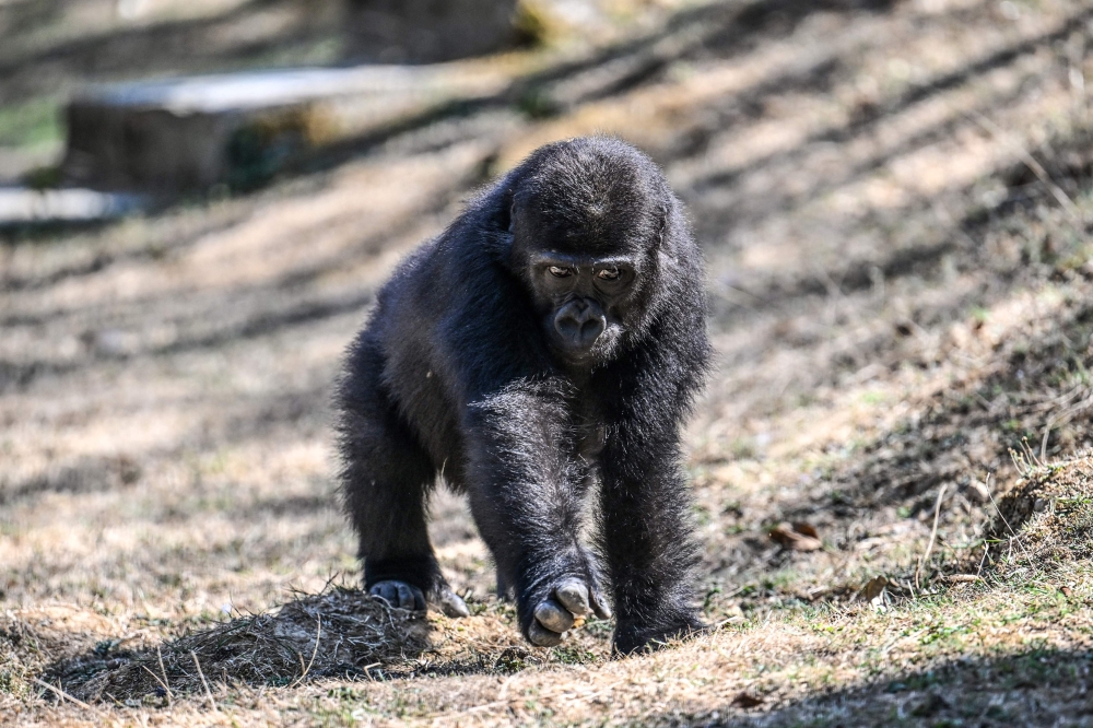 A baby Western lowland gorilla named Zeytin, plays at Polenezkoy Zoo in Istanbul, on September 3,2025. — AFP pic