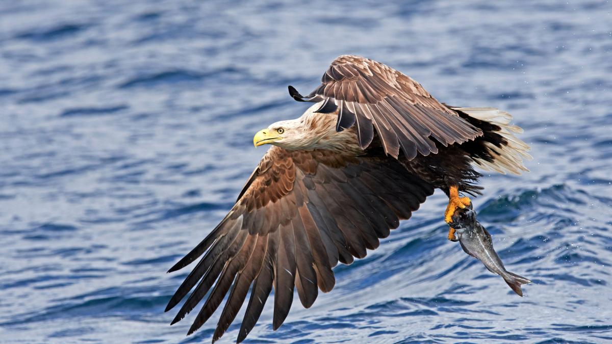 Fishermen in a flap over Spain’s first sea eagle to hatch in 200 years