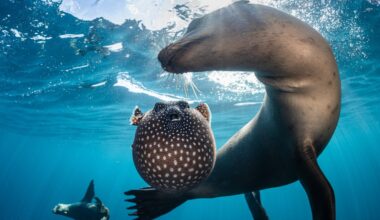 Sea lions play pufferfish games — and other news in pictures