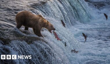 Fat Bear Week kicks off in Alaska: who will win?
