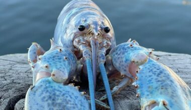 Scientists find “Neptune”, a strange animal whose electric blue color comes from a genetic mutation that happens only once every 2 million years