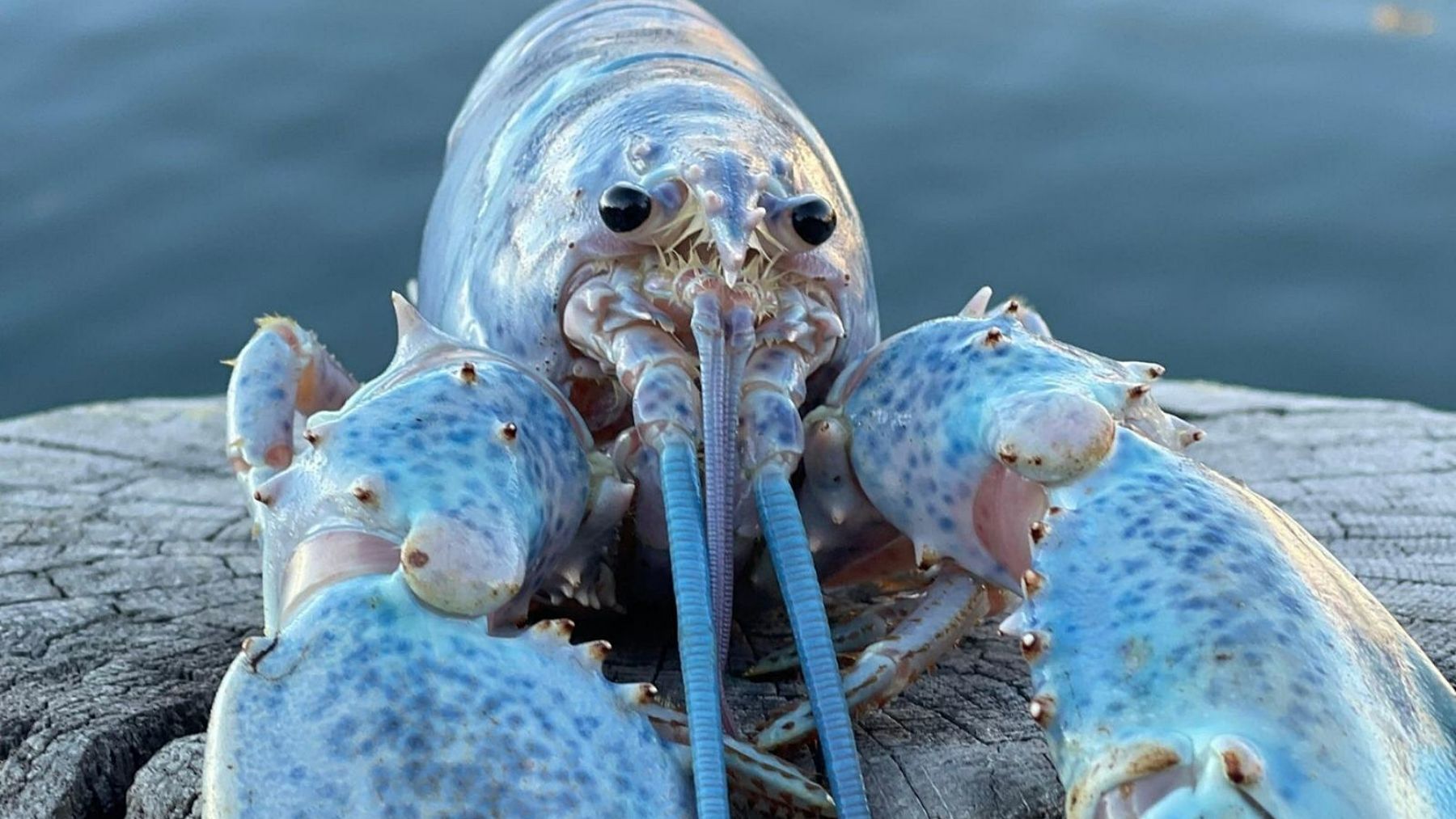 Scientists find “Neptune”, a strange animal whose electric blue color comes from a genetic mutation that happens only once every 2 million years