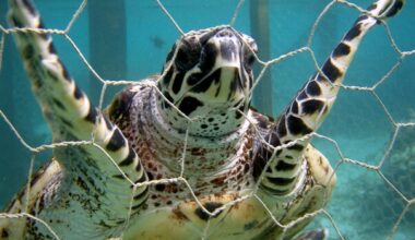 Australian Beaches Are Saving Wildlife by Removing Ineffective, Problematic Shark Nets. It's Time to Expand This Program!