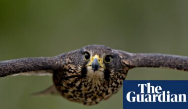 Threatened kārearea falcon wins New Zealand’s 2025 bird of the year | New Zealand