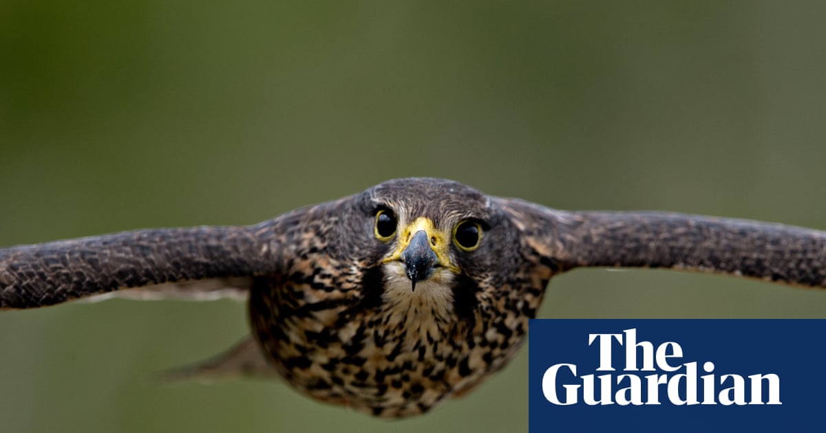 Threatened kārearea falcon wins New Zealand’s 2025 bird of the year | New Zealand