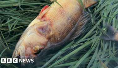 Environment Agency failed to visit serious pollution incidents, leaked files show