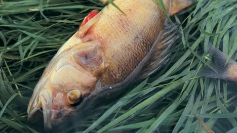 Getty Images A dead fish lies in some grass and water. 
