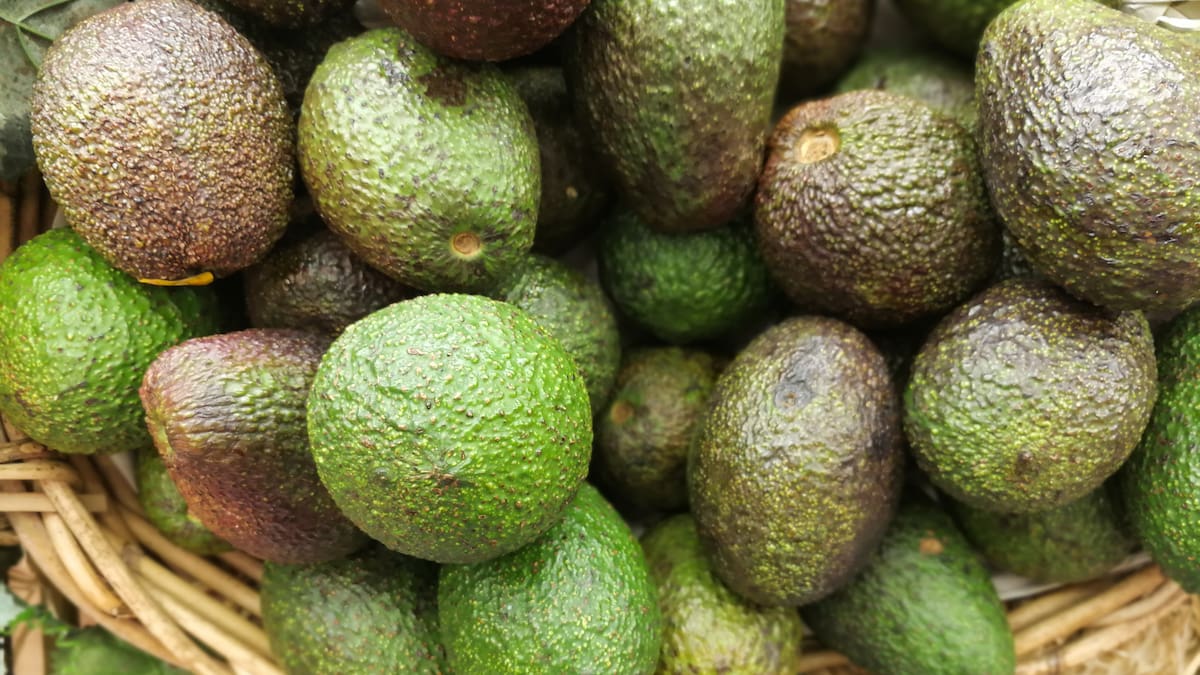 Bumper avocado crop pushes prices down