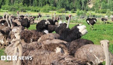 Canada's top court stays execution of nearly 400 ostriches, for now