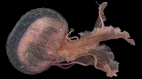 Nathan Jackson A close up of a mauve stinger. the bell on top if clear covering a smaller beige structure underneath. There are long purple tentacles beneath 