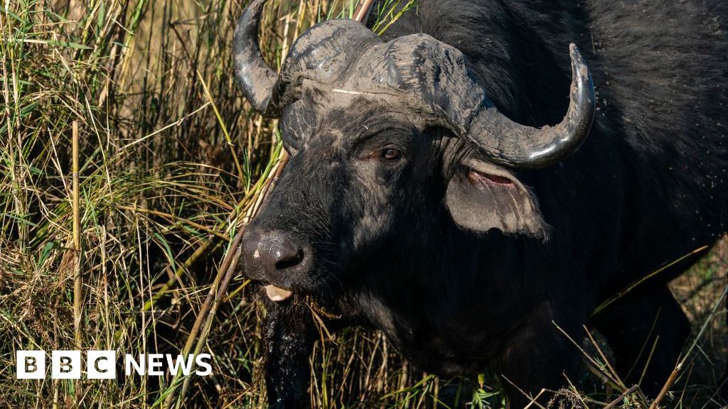 More than 80 buffaloes drown after falling off cliff