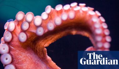 Octopuses prefer to use different arms for different tasks, scientists find | Marine life