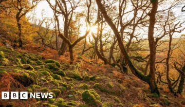 Temperate rainforest restoration project to begin in Cornwall