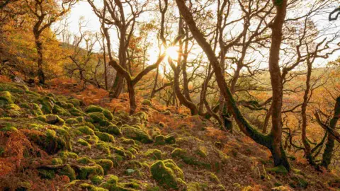 Ben Porter/Cornwall Wildlife Trust An oak forest at Muchlarnick near Looe. There are lots of trees which are bathed in sunlight as the sun rises in the background. There are also branches on the floor which are covered in green lichen.