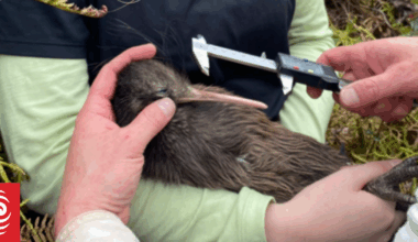 'Exceptional result': Kiwi chicks make fight weight