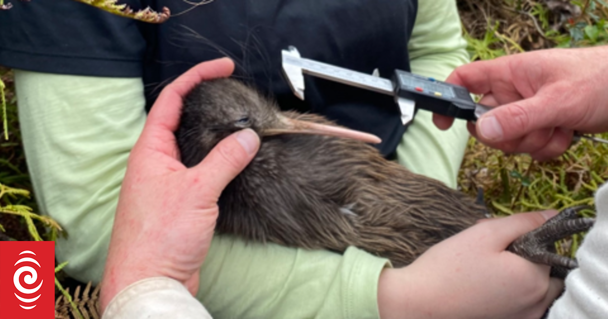 'Exceptional result': Kiwi chicks make fight weight