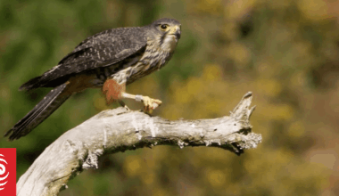 Kārearea NZ falcon crowned 2025 Bird of the Year