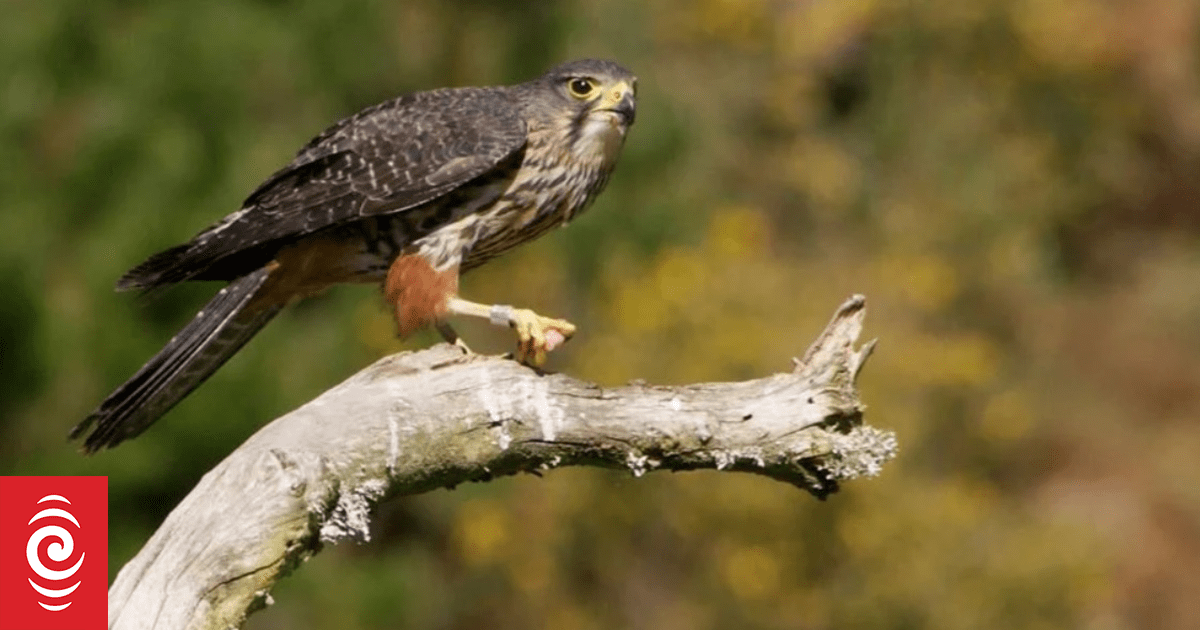 Kārearea NZ falcon crowned 2025 Bird of the Year