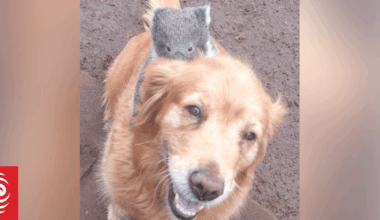 Baby koala rides golden retriever like a racehorse in south-west Victoria