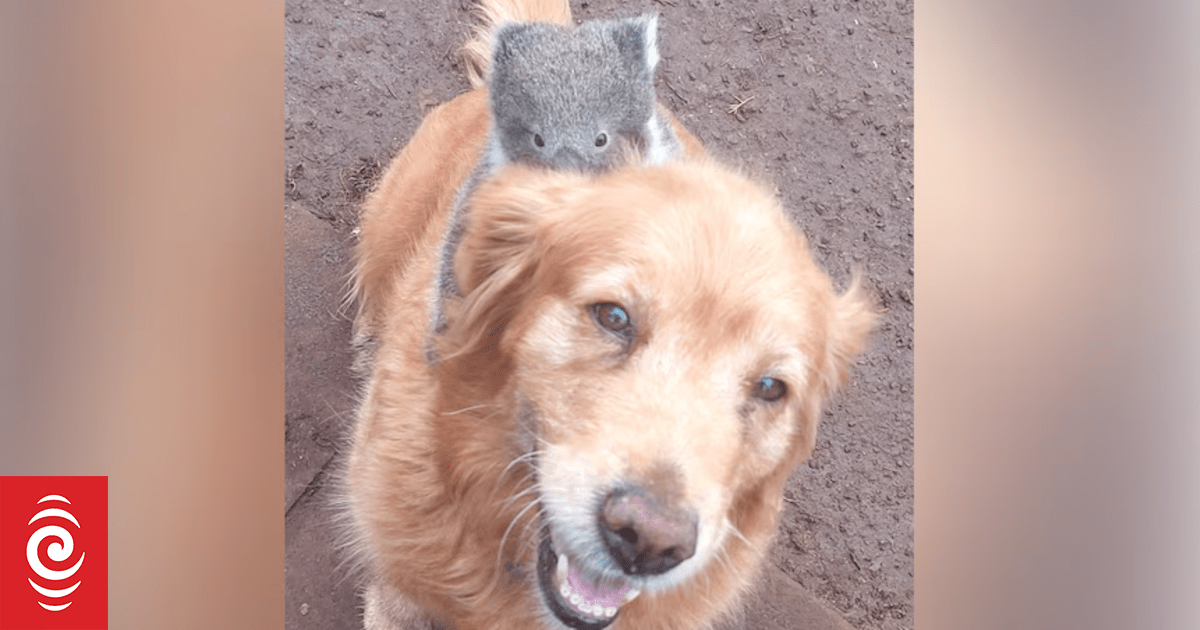 Baby koala rides golden retriever like a racehorse in south-west Victoria