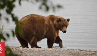 Meet the bears competing in this year's Fat Bear Week