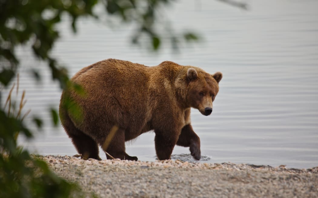 Bear 901 struts proudly along the Brooks River.