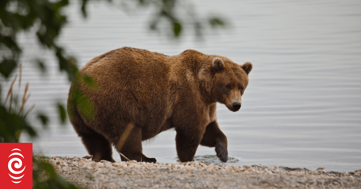 Meet the bears competing in this year's Fat Bear Week
