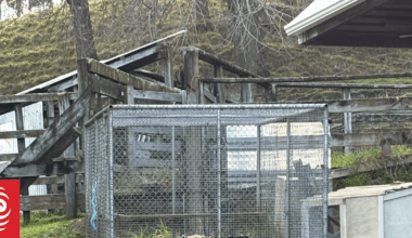 SPCA urges people to ask for help after four puppies abandoned