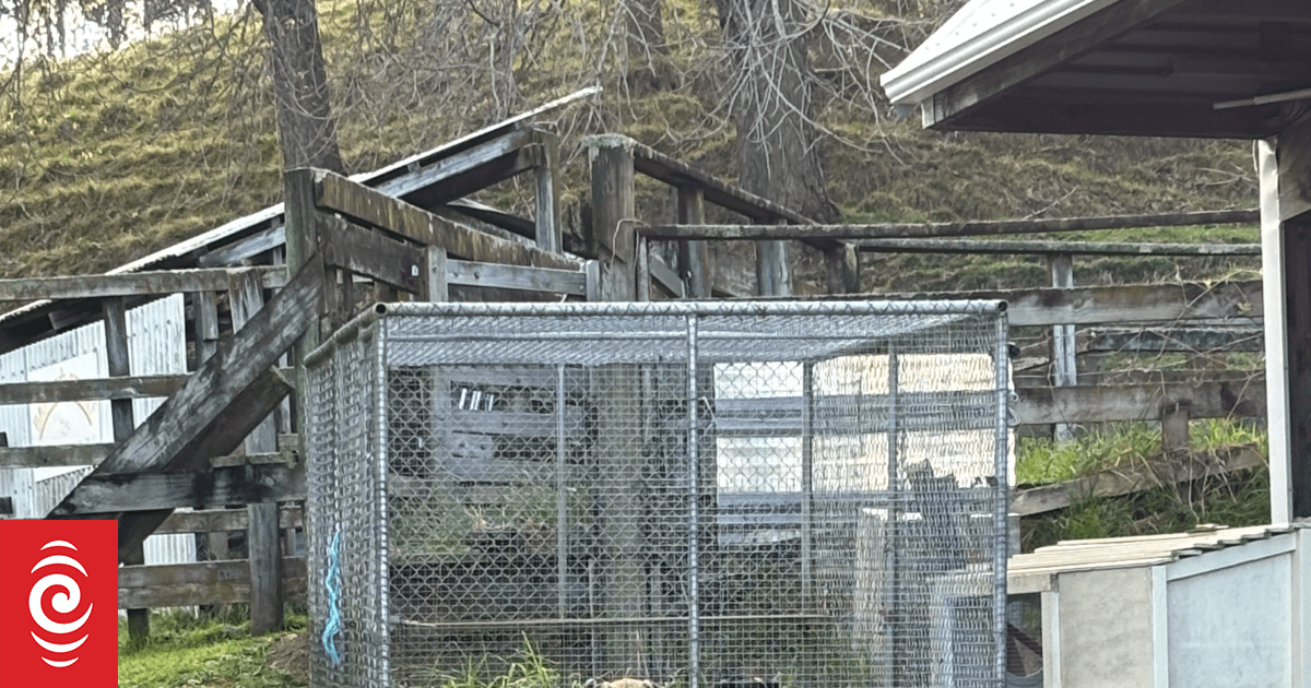 SPCA urges people to ask for help after four puppies abandoned