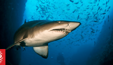 Good news for critically endangered Australian grey nurse sharks