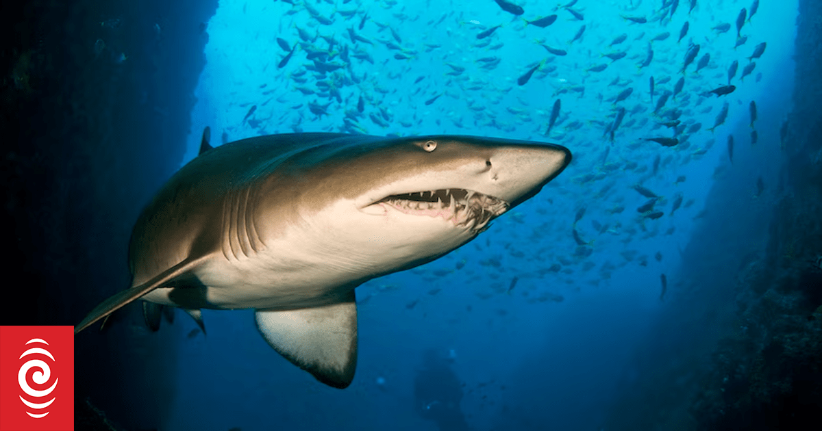 Good news for critically endangered Australian grey nurse sharks