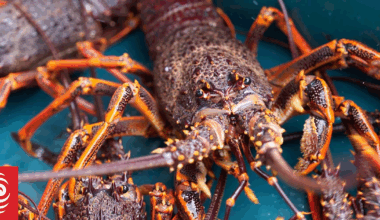 Queenstown hotelier's false claims revealed after heli-crayfish case